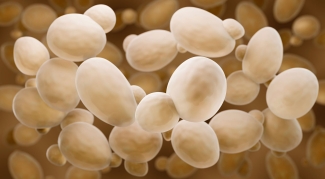photo of microscopic yeast particles